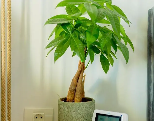 Vibrant Тимишоара