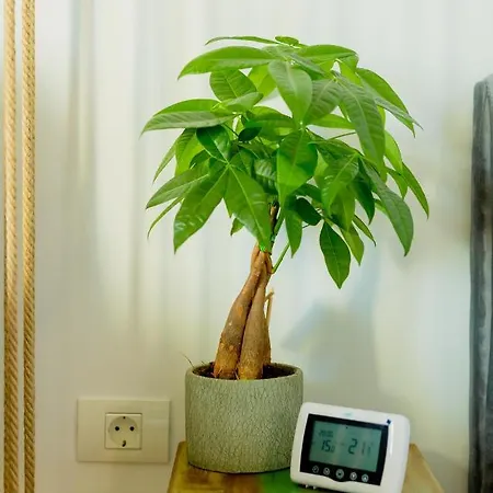 Vibrant Тимишоара